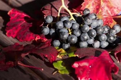 foire aux vins