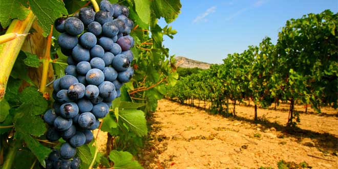 actualité du vin