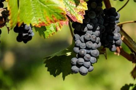 vin beaujolais